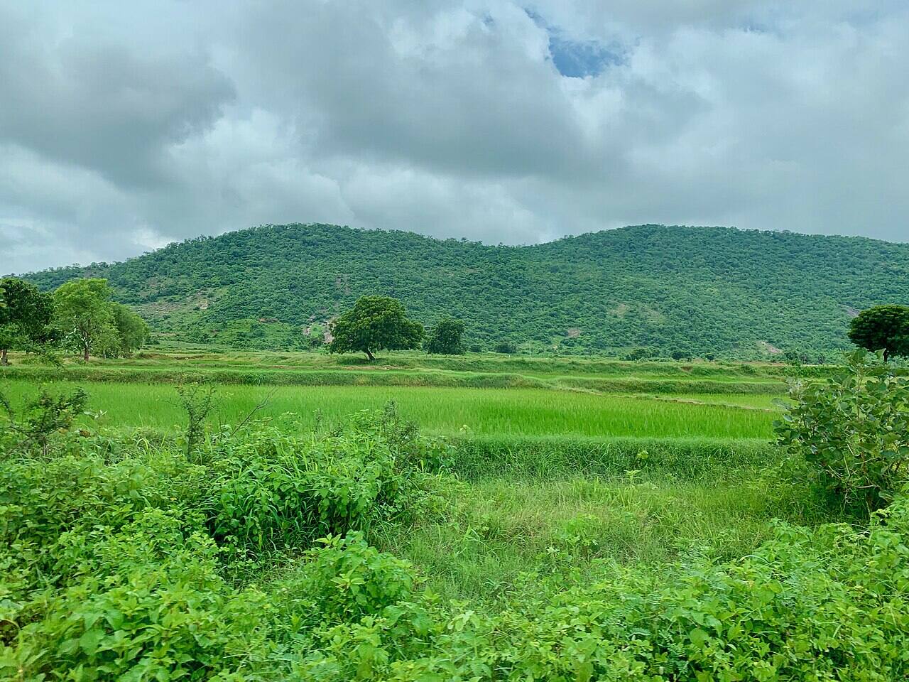 Green paddy fields below forested hills in Telangana, India